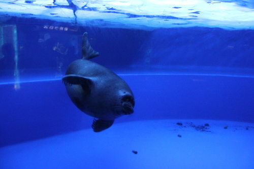 Baikal Seal