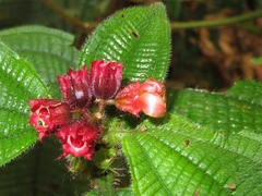 Miconia microphysca