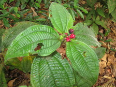 Miconia microphysca