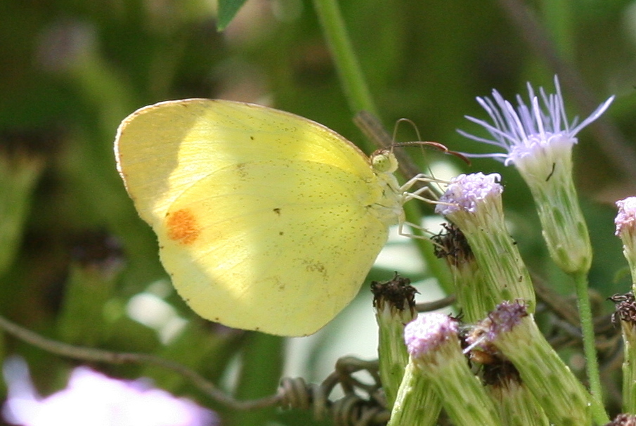 Mimosa Yellow
