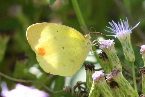 Mimosa Yellow