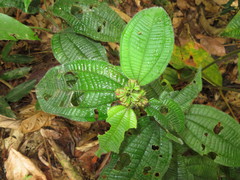 Miconia microphysca