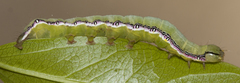 Hypocala deflorata