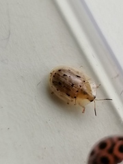 Aspidimorpha nigromaculata