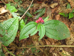 Miconia microphysca