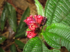 Miconia microphysca