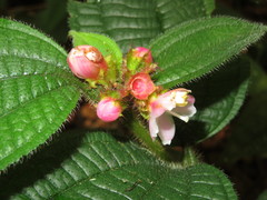 Miconia microphysca