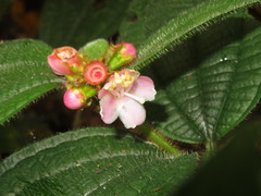 Miconia microphysca