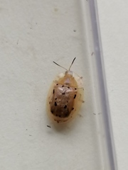 Aspidimorpha nigromaculata