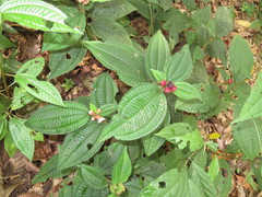 Miconia microphysca