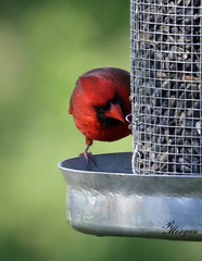 Cardinalis cardinalis