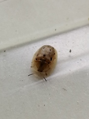 Aspidimorpha nigromaculata