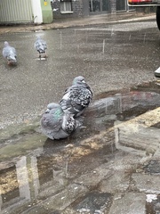 Columba livia domestica