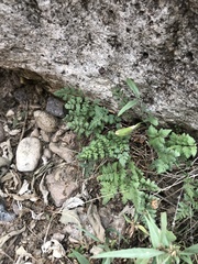 Myriopteris wrightii