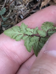 Myriopteris wrightii