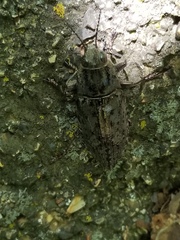 Chrysochroini