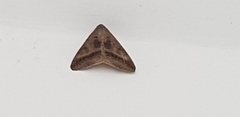Lepidoptera