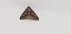 Lepidoptera
