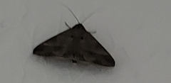Lepidoptera