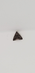 Lepidoptera