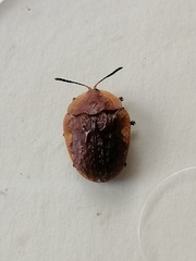 Laccoptera montivaga