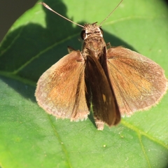 Callimormus saturnus