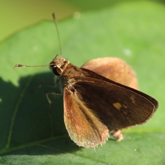 Callimormus saturnus