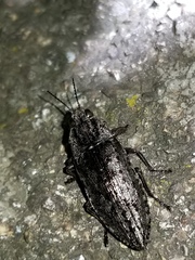 Chrysochroini