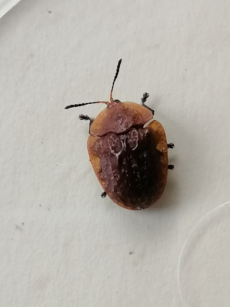 Laccoptera montivaga