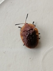 Laccoptera montivaga