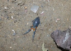 Elachistocleis pearsei