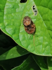 Laccoptera montivaga