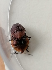 Laccoptera montivaga