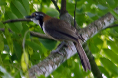 Garrulax monileger