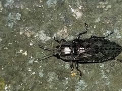 Chrysochroini
