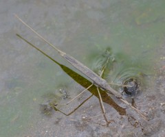 Ranatra quadridentata