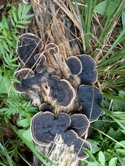 Trametes cingulata