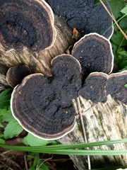 Trametes cingulata