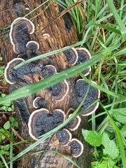 Trametes cingulata