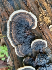 Trametes cingulata