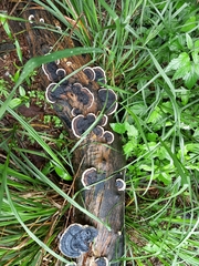 Trametes cingulata