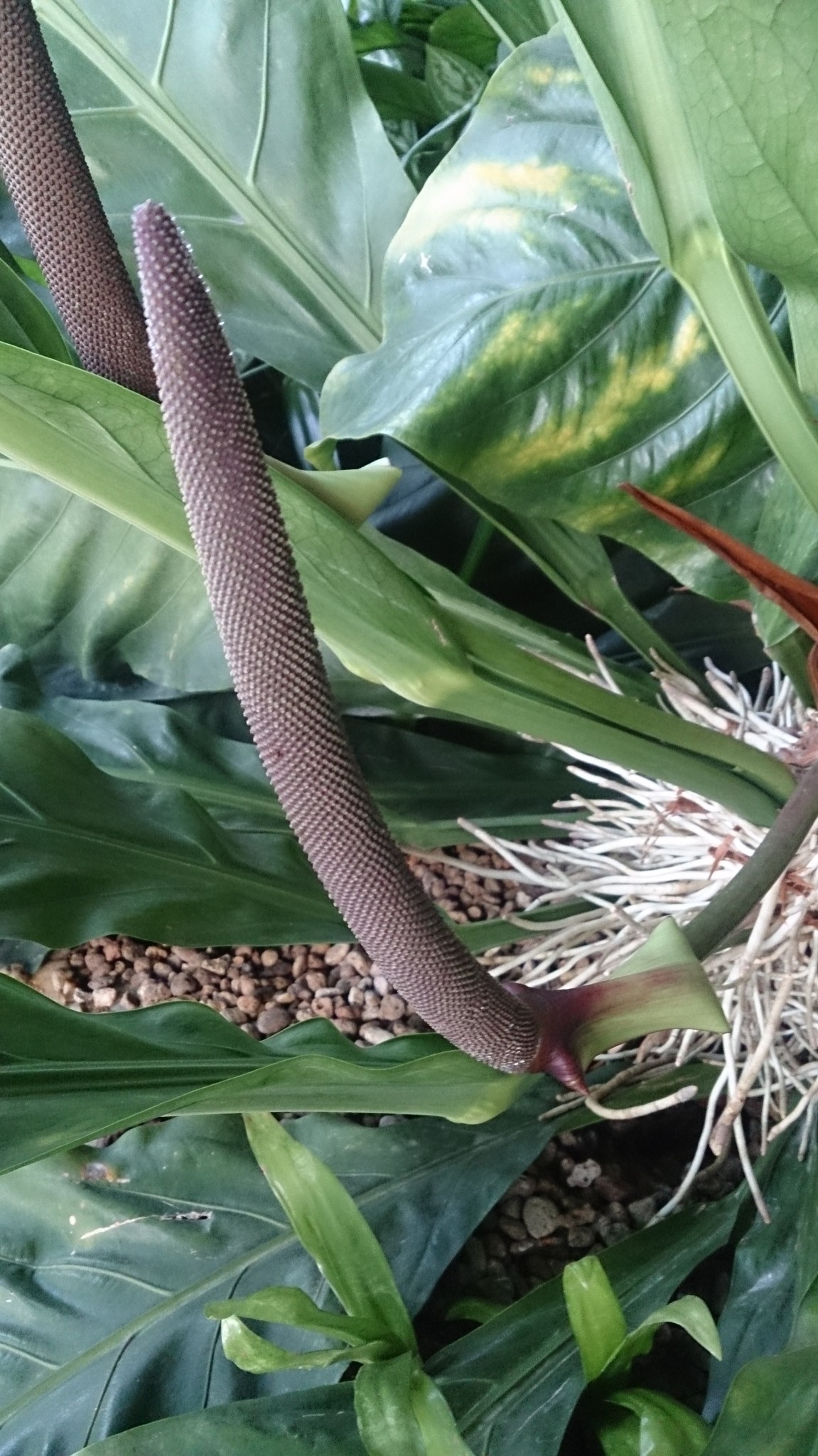 Anthurium plowmanii  iNaturalist