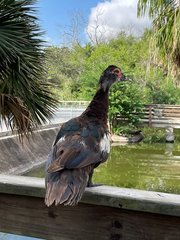 Cairina moschata domestica