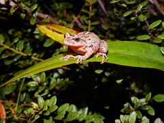 Pristimantis permixtus