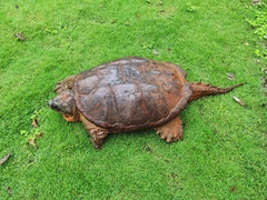 Chelydra acutirostris