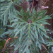 Philodendron radiatum - Photo (c) Barry Hammel，保留部份權利CC BY-NC-SA