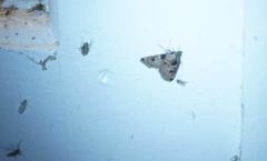 Aglossa costiferalis