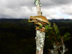 Gastrotheca dunni