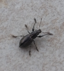 Naupactus tremolerasi