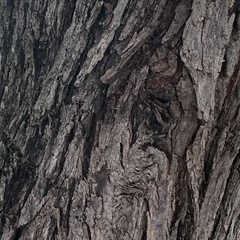Vachellia luederitzii luederitzii
